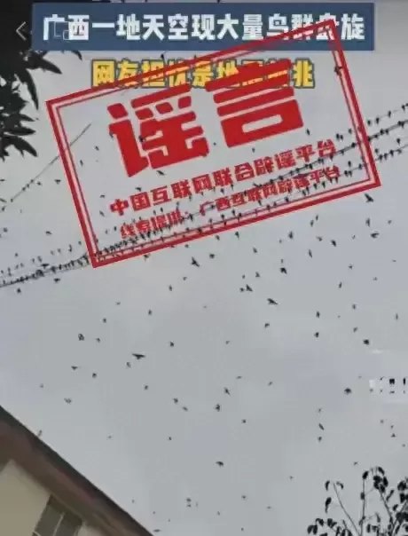 广西辟谣飞鸟盘旋是地震前兆（广西飞鸟盘旋天空的真相揭秘）