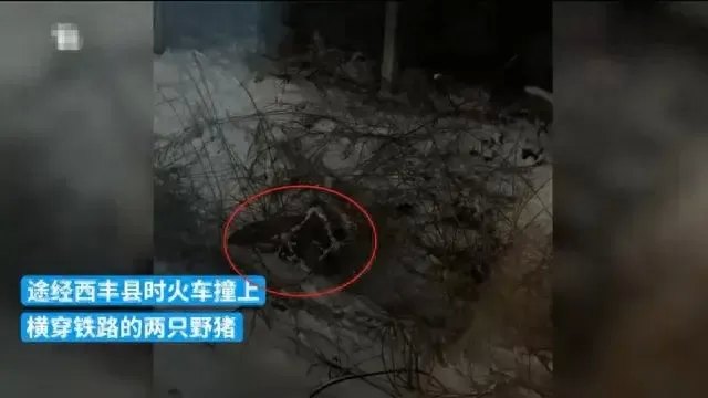 K7541列车与两头野猪相撞致晚点，列车竟晚点35分钟